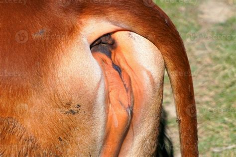 Close Up Reproductive Organs Of Female Cows Image Cow Vagina Photo Cow Pussy Or Cow Vulva