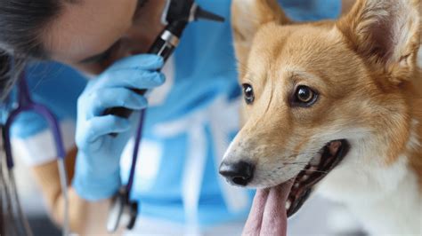 Otitis perros qué es síntomas y tratamiento