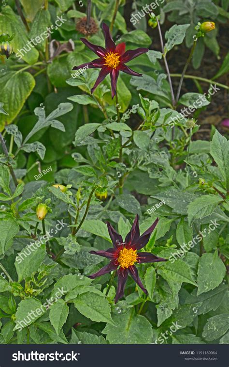 Close Dahlia Verrones Obsidian Flower Border Stock Photo 1191189064