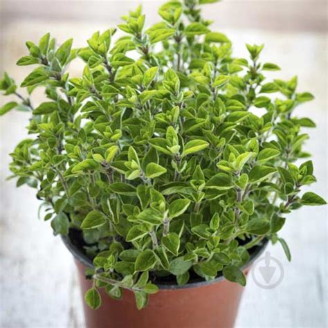 ᐉ Растение Пряные травы Майоран 10х20 см • Купить в Киеве, Украине ...