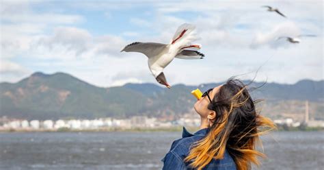 Фото дня: кормление чаек