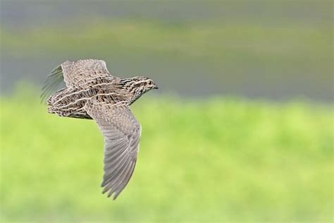 Quail Bird Flying