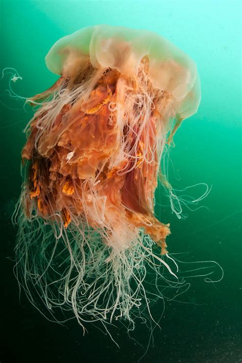 Lions Mane Jellyfish Cyanea Capillata Michael Patrick Oneill