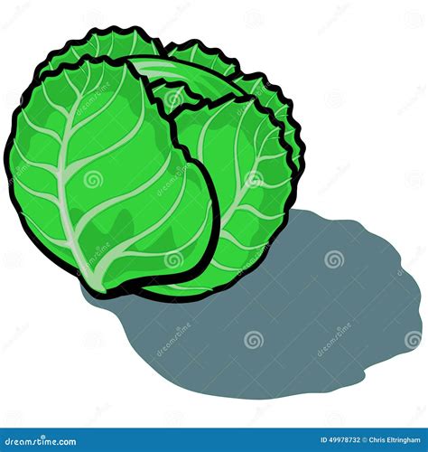 Lettuce stock vector. Illustration of fruit, natural - 49978732