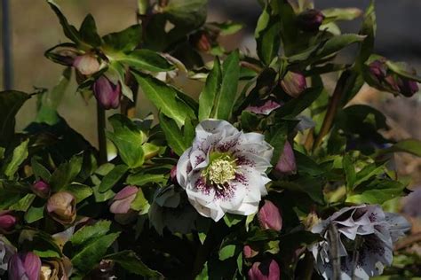 Lenten Rose, Witch Garden, Rose Family, Christmas Rose, Daughters Of ...