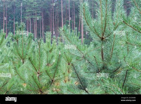 New Growth Pine Trees Hi Res Stock Photography And Images Alamy