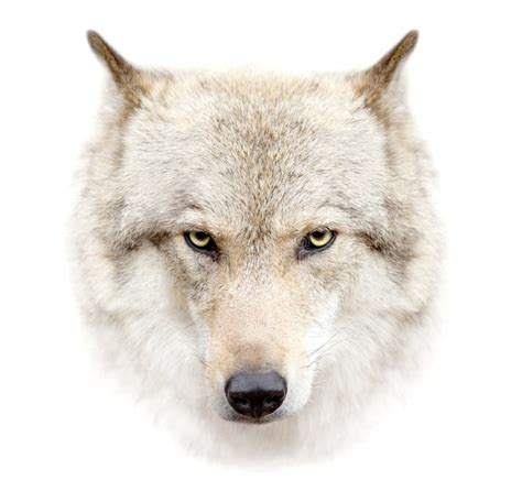 Wolf Face Stock Photos Free Royalty Free Stock Photos From