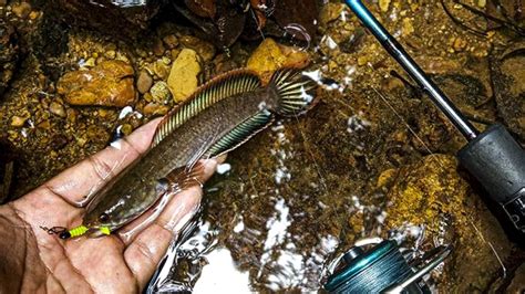 lets learn  fish channa limbata kedak