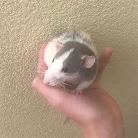 Baby Gurls Pet Rats🐀 Amino