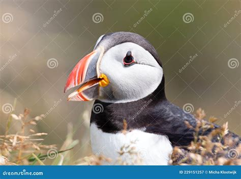 The Atlantic Puffin Lives On The Ocean And Comes For Nesting And