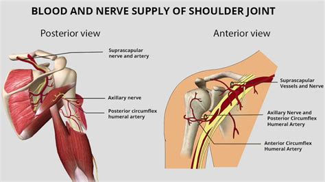 Humeral Anatomy - Anatomy Reading Source