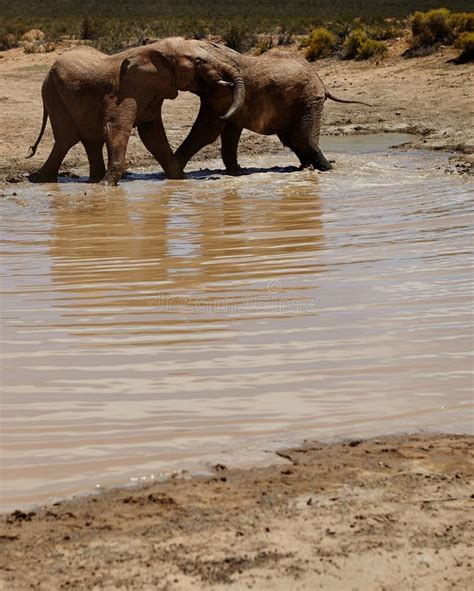 Safari Elephant And Animals With Water In River Wildlife And