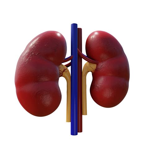 Real Human Kidneys 