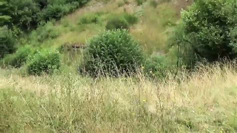 Tanta Voglia Di Cazzo Full Movie Egyptian Amateur Porn Xhamster