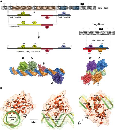 ToxR Activates The Vibrio Cholerae Virulence Genes By Tethering DNA To