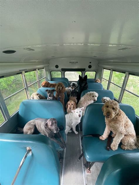 95m Views · 189k Reactions Dogs Love Taking School Bus To Doggy Day