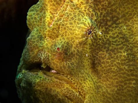 ikan kodok raksasa foto stok  gambar  alam anggota