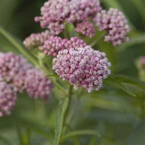 Swamp Milkweed - Native Wildflowers Nursery