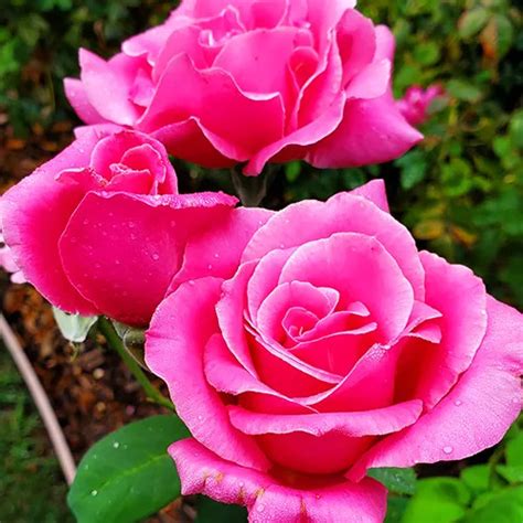 Perfume Delight Rose Tree For Sale Online The Tree Center