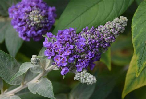 Buddleia ‘Blue Chip’ | The Biking Gardener
