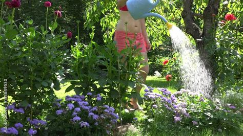 Hot Garden Worker Woman In Shorts And Bra Watering Flowers In Summer Time Garden K V Deo De