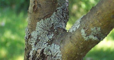 4 способа избавиться от лишайника и мха на плодовых деревьях на даче