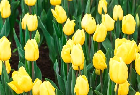 Premium Photo | Tulips growing in a beautiful garden in spring