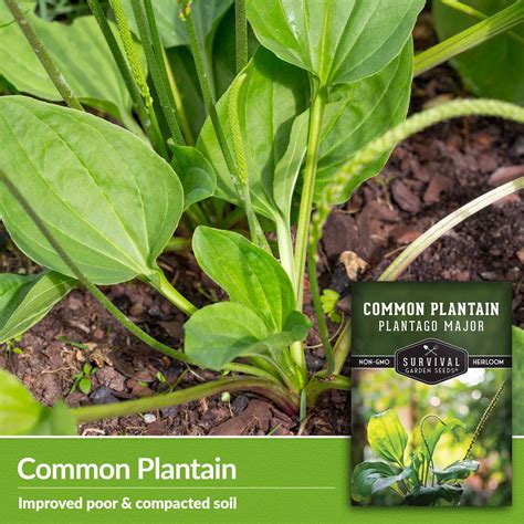 Common Plantain Seeds - Plantago Major - SurvivalGardenSeeds