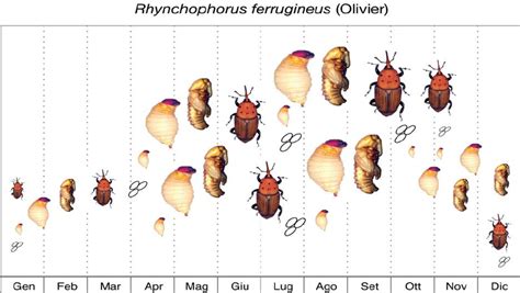 Life Cycle Of R Ferrugineus Download Scientific Diagram