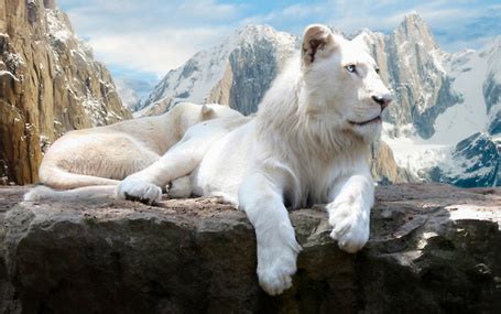 Фото Молодой лев сидит на камне, на фоне солнца, by Leptailurus