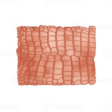 Copper Metallic Aligator Pattern 14967859 Png