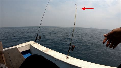 Baru Juga Di Taro Joran Langsung Melengkung Di Tarik Ikan Besar