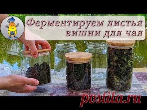 Ферментированный чай из вишневых листьев | Как ферментировать листья ...
