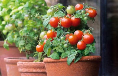 Come Coltivare Pomodori In Vaso Consigli Utili Per Non Sbagliare