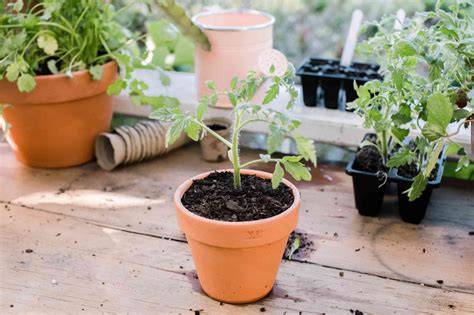 Transplanting Tomatoes – VINES