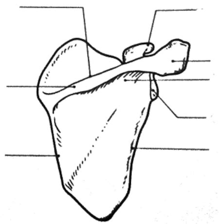 Solved Label The Structures Of The Pectoral Girdle And Pectoral Girdle