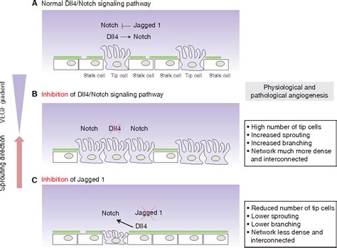 Figure From Vegf And Notch In Tip And Stalk Cell Selection