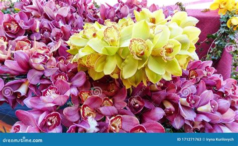 Many Yellow and Pink Orchids Flowering Stock Image - Image of beautiful ...