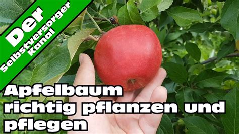 Apfelbaum Richtig Pflanzen Und Pflegen Tipps Vom Fachmann YouTube