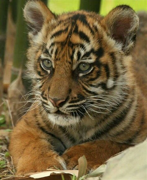 Sumatran baby tiger | Baby tigers, Wild cats, Tiger art