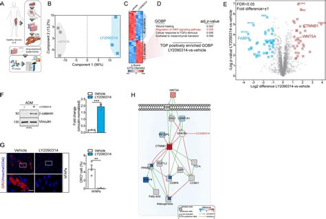 Figure From Development Of A Platform Of D Adipogenesis To Model At