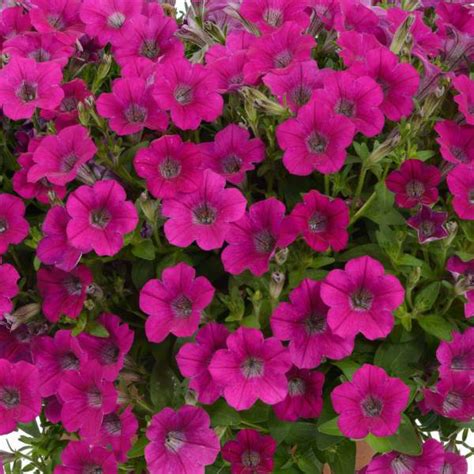 Wholesale Petunia Littletunia Rose Rooted Plug Liners