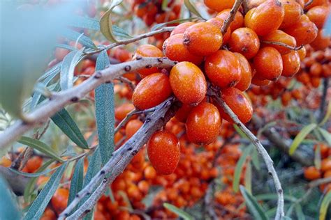 Облепиха Подруга: описание сорта, характеристики, отзывы и фото