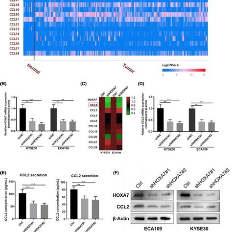 Homeobox A Hoxa Regulates The Expression Of Chemokine Cc Motif