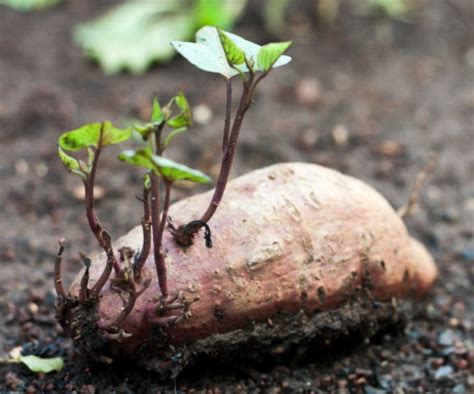 Starting Sweet Potato Slips How To Grow Sweet Potatoes From The Store