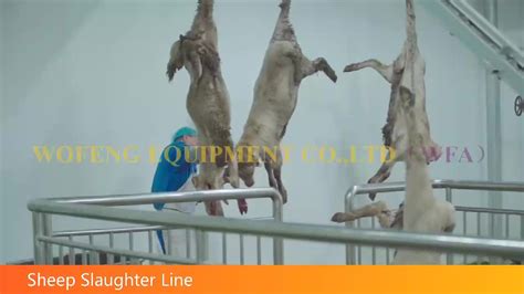 Sheep Slaughter Line Lamb Slaughterhouse 500 Head Per Day Goat Abattoir