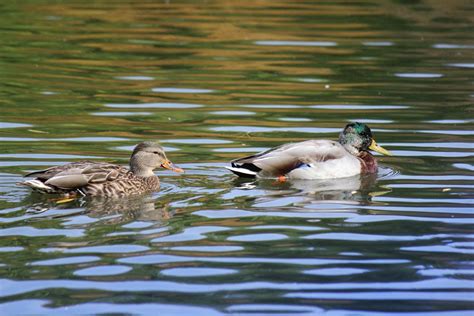 Ducks Free Stock Photo Public Domain Pictures