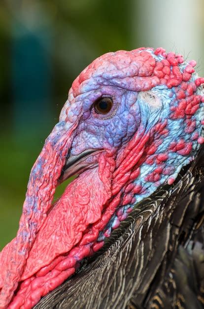 Premium Photo Closeup Head Of Male Wild Turkey Or Meleagris Gallopavo