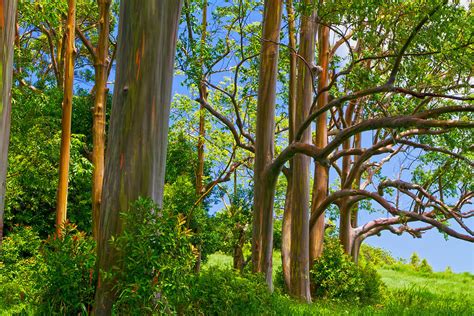 Rainbow eucalyptus Hawaii Photograph by Waterdancer