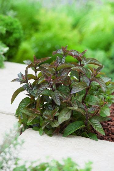 Mentha Piperita Chocolate P Cm